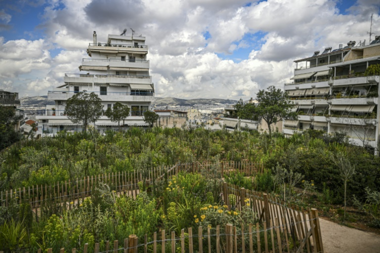 Une "micro-forêt" créé par la municipalité d'Athènes près du parc Alepotrypa, dans le quartier Kyspeli, au centre-ville d'Athènes, le 31 mars 2025 ( AFP / Theophile Bloudanis )