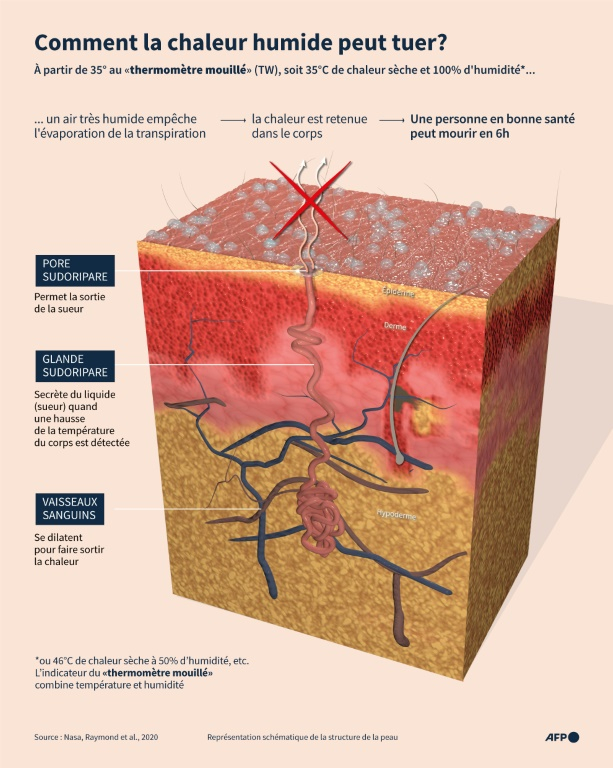 Graphique expliquant le concept de "thermomètre mouillé". Au delà de 35° TW, un humain en bonne santé peut mourir en 6 heures car l'humidité de l'air chaud empêche l'évaporation normale de la transpiration et le corps ne peut plus être rafraichi ( AFP / Sylvie HUSSON )