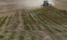Les populations d'oiseaux des milieux agricoles en France ont chuté de 32,5% depuis 2001, victimes de l'intensification des pratiques agricoles destructrices de leur environnement ( AFP / JOEL SAGET )