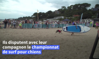 Royaume-Uni: les chiens prennent la vague lors d'un championnat de surf canin