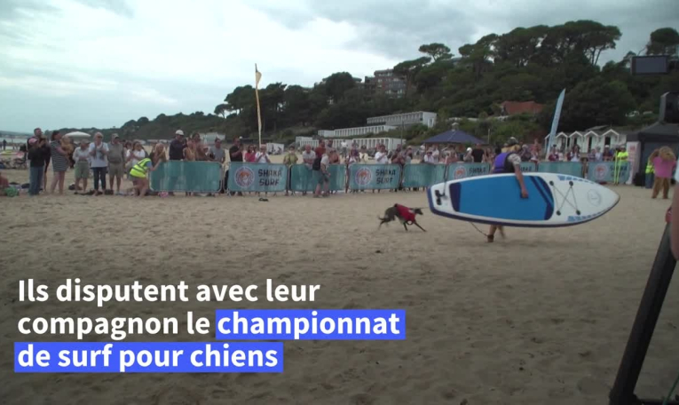 Royaume-Uni: les chiens prennent la vague lors d'un championnat de surf canin