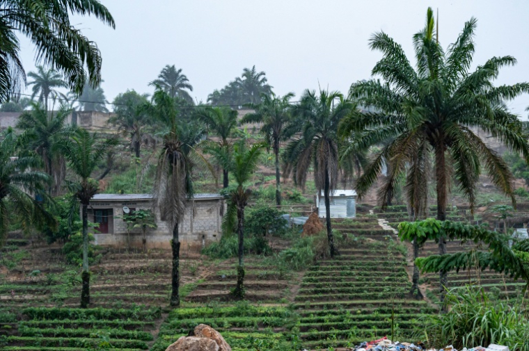 Des plantations à Kinshasa, en République démocratique du Congo, le 5 novembre 2025 ( AFP / Hardy BOPE )