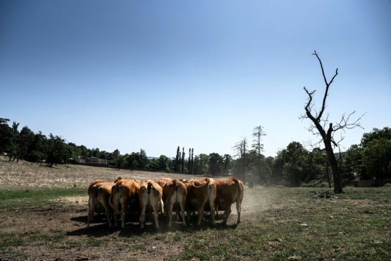 Des vaches Limousines paissent près d'une ferme à Brignais, dans le centre-est de la France, le 12 août 2025, en pleine canicule ( AFP / JEAN-PHILIPPE KSIAZEK )