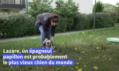 "On n'avait jamais vu ça": Lazare, 30 ans, probablement le plus vieux chien au monde