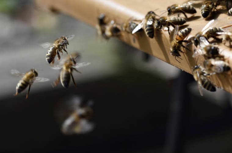 Après avoir été exposées à un pesticide, les abeilles sont marquées individuellement d'une puce ( AFP / ERIC FEFERBERG )