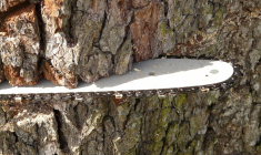 La cour d’appel de Colmar a décidé de faire abattre le séquoia, considérant l'arbre comme un trouble de voisinage excessif. (Hans Braxmeier / Pixabay )