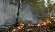 Un incendie dans la forêt de Fontainebleau, le 14 juillet 2026 à Noisy-sur-Ecole, en Seine-et-Marne ( AFP / Dimitar DILKOFF )