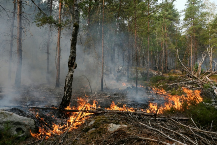 Un incendie dans la forêt de Fontainebleau, le 14 juillet 2026 à Noisy-sur-Ecole, en Seine-et-Marne ( AFP / Dimitar DILKOFF )