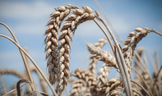 ( AFP / LOU BENOIST )