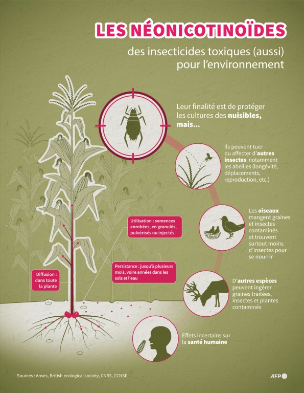 Infographie expliquant les effets de l'utilisation des néonicotinoïdes sur la plante ciblée et tout l'écosystème environnant ( AFP / Christophe THALABOT )