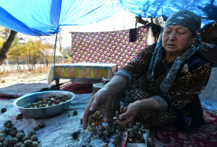 Cassage de noix à Arslanbob, au Kirghizstan, le 22 octobre 2025 ( AFP / VYACHESLAV OSELEDKO )