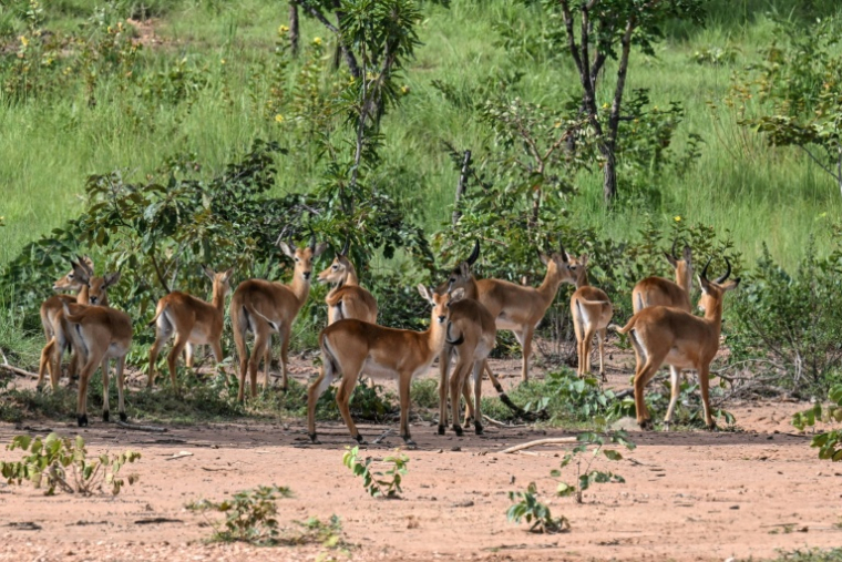 Des antilopes dans le parc national de la Comoé, le 13 octobre 2025 dans le nord-est de la Côte d'Ivoire ( AFP / Issouf SANOGO )