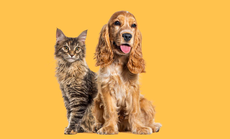 Particuliers : pouvez-vous vendre un chat ou un chien ? / iStock.com - GlobalP