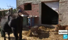 Législatives en Tunisie : les femmes se sentent peu représentées