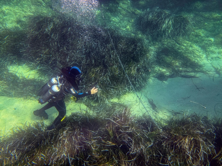Un plongeur de la Direction départementale des territoires et de la mer (DDTM) s'assure que les lourdes ancres ne raclent pas les herbiers de posidonie, près de l'île de Porquerolles, en France, le 12 août 2026 ( AFP / Miguel MEDINA )