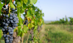 Le vin : un investissement intéressant ?