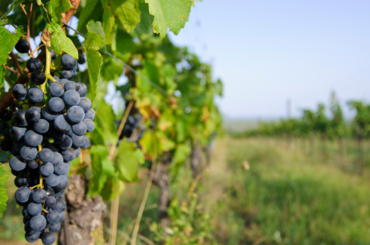 Le vin : un investissement intéressant ?