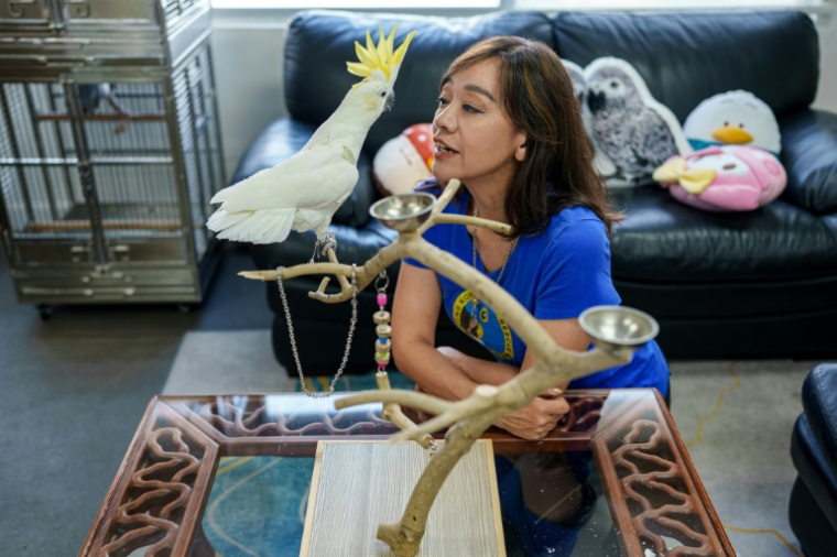 Pong Sharon Kwok, fondatrice d'une association locale de sauvetage de perroquets, et le cacatoès soufré "Winnie", le 25 juillmet 2025 à Hong Kong ( AFP / YAN ZHAO )