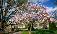 Une politique pro-vélo vertueuse, ou une offensive anti-voiture excessive? Dans plusieurs grandes villes, comme à Strasbourg, la question des mobilités est un sujet clivant dans la campagne pour les municipales ( AFP / PATRICK HERTZOG )