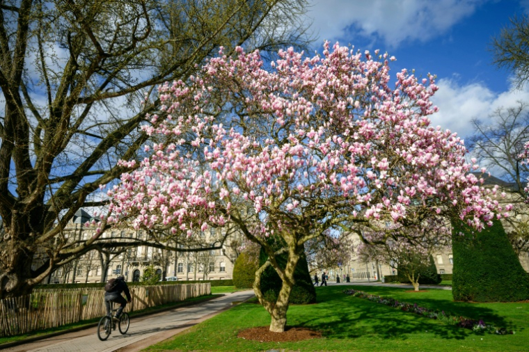 Une politique pro-vélo vertueuse, ou une offensive anti-voiture excessive? Dans plusieurs grandes villes, comme à Strasbourg, la question des mobilités est un sujet clivant dans la campagne pour les municipales ( AFP / PATRICK HERTZOG )