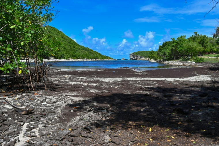 Plage de la Porte d'Enfer à Anse-Bertrand, en Guadeloupe,  envahie par les algues sargasses le 26 octobre 2019 ( AFP / Helene VALENZUELA )