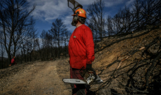 Un agent de l'ONF coupe des arbres tombés dans une zone forestière détruite par les incendies, à Coustouge, dans l'Aude, le 19 novembre 2025 ( AFP / Ed JONES )