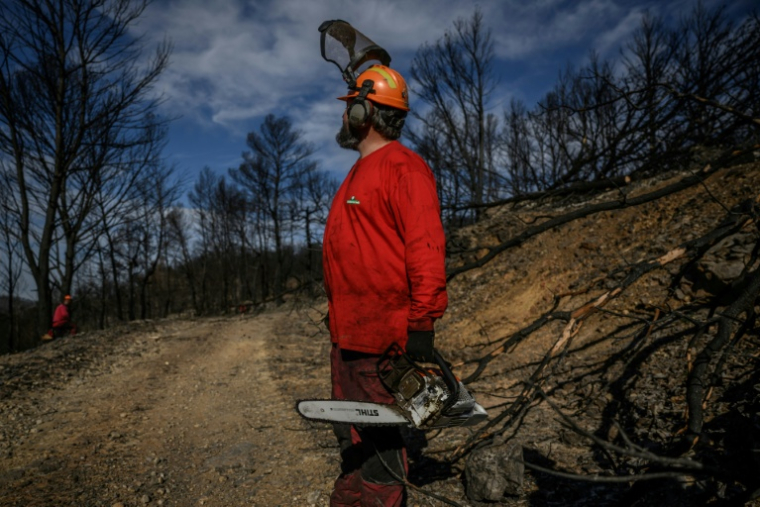 Un agent de l'ONF coupe des arbres tombés dans une zone forestière détruite par les incendies, à Coustouge, dans l'Aude, le 19 novembre 2025 ( AFP / Ed JONES )