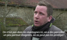 En Haute-Marne, les éleveurs en détresse tentent de se protéger du loup