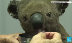 L'Australie considère les koalas "en danger"