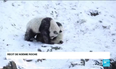 Vague de froid en Europe : de nombreux pays du nord du continent recouverts d'un manteau blanc