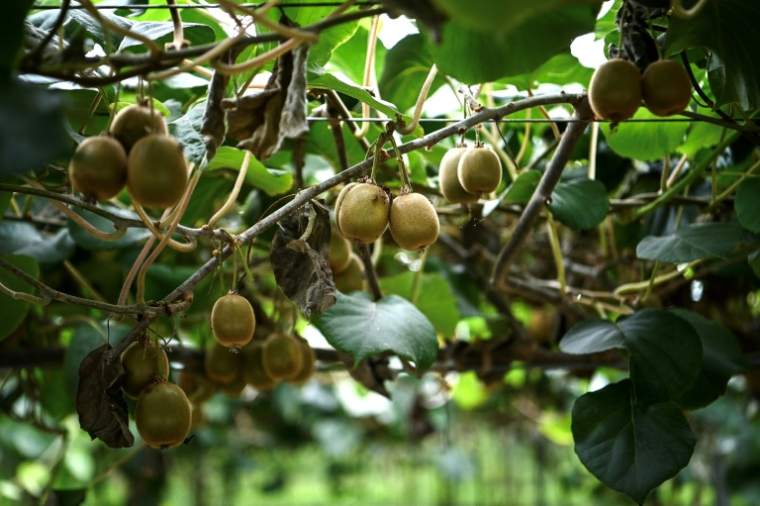 Des kiwis cultivés dans une serre dont le toit est en partie constitué de panneaux photovoltaïques, au Temple, le 3 octobre 2025 en Gironde ( AFP / Christophe ARCHAMBAULT )