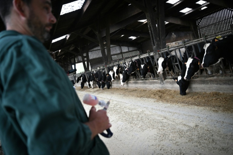 Le vétérinaire Mickaël Martin se prépare à vacciner des vaches laitières au Bodeo, le 12 août 2025 ( AFP / LOU BENOIST )