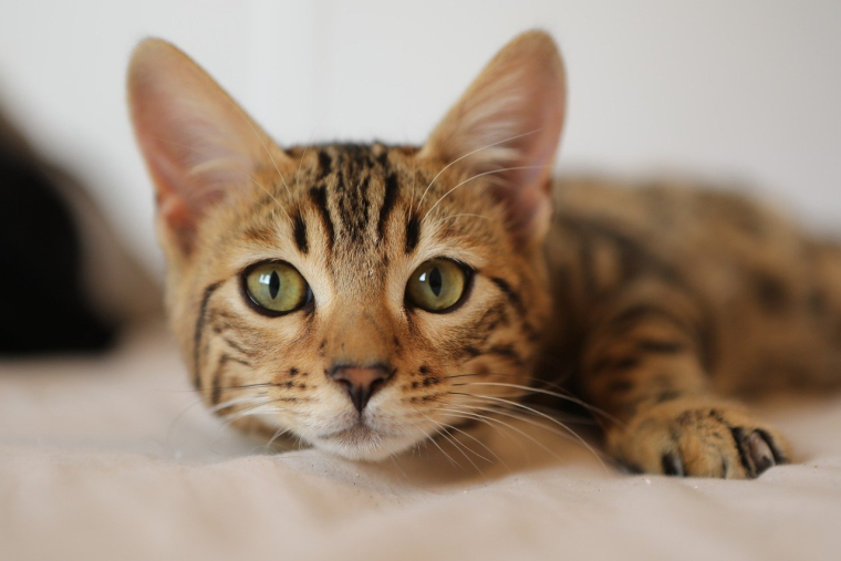 Ce service permet aux propriétaires de gâter leurs animaux sans avoir à se déplacer. (Illustration) (GidonPico / Pixabay)