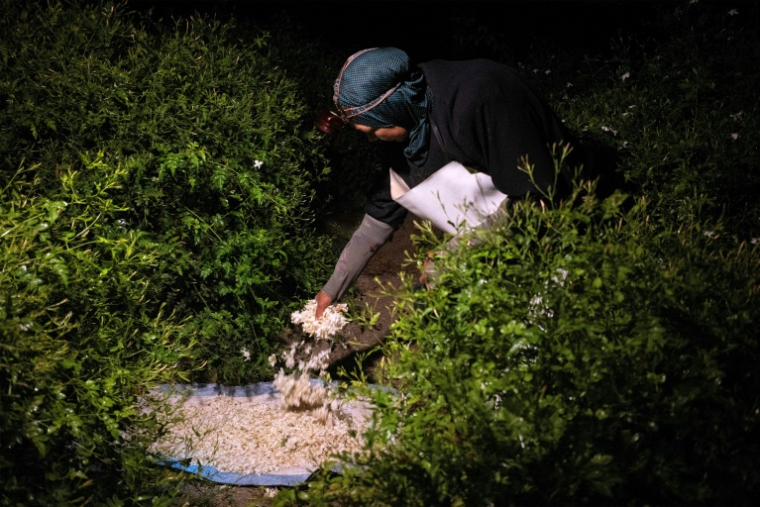 Une ouvrière agricole récolte des fleurs de jasmin avant le lever du jour dans un champ du village de Shubra Balula, dans le nord du delta du Nil, en Égypte, le 7 juillet 2025 ( AFP / Khaled DESOUKI )