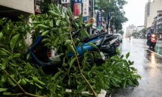 Des arbres couchés après le passage du typhon Podul à Taïwan le 13 août 2025 ( AFP / I-Hwa Cheng )
