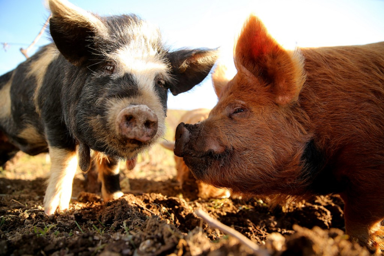 ( AFP / FRANCOIS NASCIMBENI )