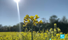 Gaz russe : le dilemme