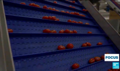 Tomates marocaines : l'envers du décor dans les mégafermes d'Agadir