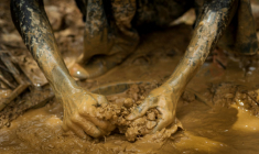 Orpailleur clandestin à Kibi, au Ghana, le 10 avril 2017 ( AFP / CRISTINA ALDEHUELA )