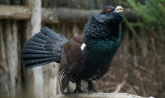 Un grand tétras (Tetrao urogallus), le 18 avril 2023 à Rhodes, en Moselle ( AFP / Martin LELIEVRE )