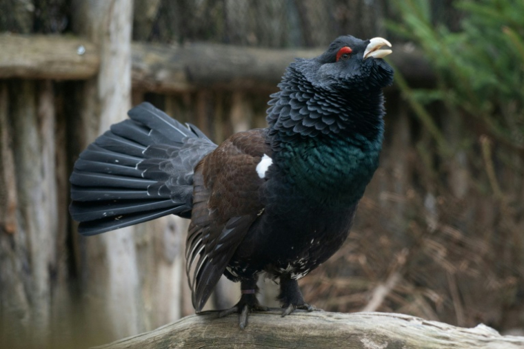 Un grand tétras (Tetrao urogallus), le 18 avril 2023 à Rhodes, en Moselle ( AFP / Martin LELIEVRE )