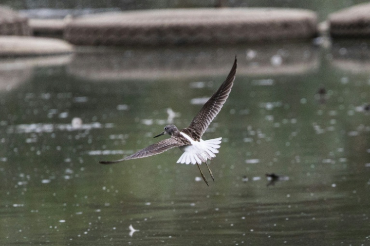 Un Chevalier aboyeur (Tringa nebularia) dans les marais d'Harchies, une zone naturelle protégée belge, le 21 août 2026 à Bernissart dans le sud-ouest du pays ( AFP / Sameer Al-DOUMY )