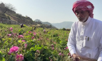 En Arabie saoudite, l'art d'extraire le parfum de la "cité des roses"