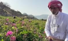 En Arabie saoudite, l'art d'extraire le parfum de la "cité des roses"