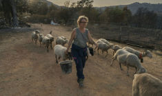 Emmanuelle  Bernier marche au milieu de ses brebis dans sa ferme détruite par l'incendie, à Fontjoncouse le 9 août ( AFP / Idriss Bigou-Gilles )