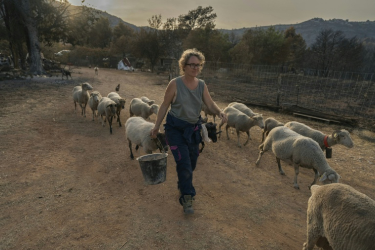 Emmanuelle Bernier marche au milieu de ses brebis dans sa ferme détruite par l'incendie, à Fontjoncouse le 9 août ( AFP / Idriss Bigou-Gilles )