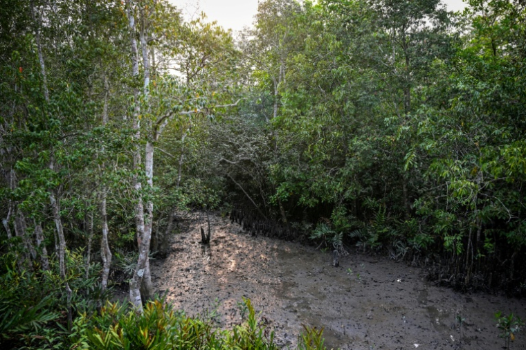 Une forêt marécageuse au cœur des Sundarbans, à Dacope, au Bangladesh, le 30 mars 2026 où la densité du terrain de mangroves et la boue rendent la chasse difficile pour les tigres du Bengale ( AFP / Munir UZ ZAMAN )