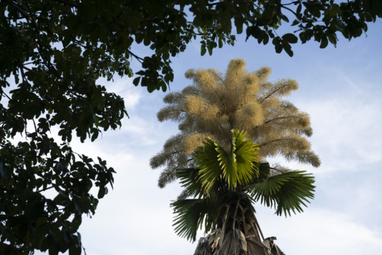 Un palmier talipot fleurit pour la première fois au parc Aterro do Flamengo à Rio de Janeiro, le 8 décembre 2025 au Brésil ( AFP / Pablo PORCIUNCULA )