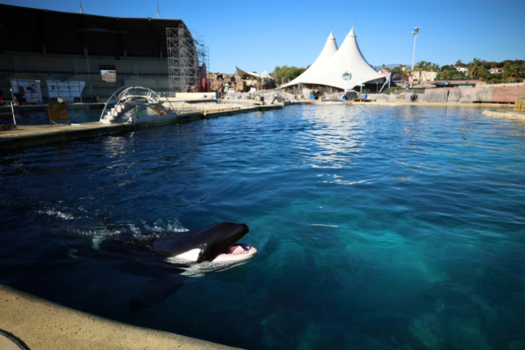 Keijo, l’orque mâle de Marineland, nage dans le bassin de l’arène des orques du parc à thème Marineland à Antibes, en France, le 27 novembre 2025 ( AFP / Valery HACHE )