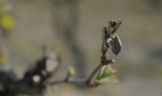 Un bourgeon de vigne touché par un épisode de gel tardif le 9 avril 2021 à Parcay-Meslay, dans le centre de la France ( AFP / GUILLAUME SOUVANT )
